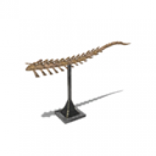 Fossil: Brachiosaurus (Tail Tip)